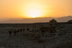 A camel train carrying hand-cut slabs of salt emerges from the salt flats at Dallol, Ethiopia