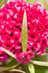 Vivid pink flowers growing in a pit in the courtyard of Angkor Wat