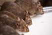 Rats drinking from a bowl of milk in the rat temple, Deshnok, India