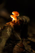 Two small mushrooms growing out of a jungle log in Papua New Guinea