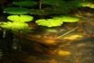 Dappled light hits a patch of lily pads in a garden in Papua New Guinea